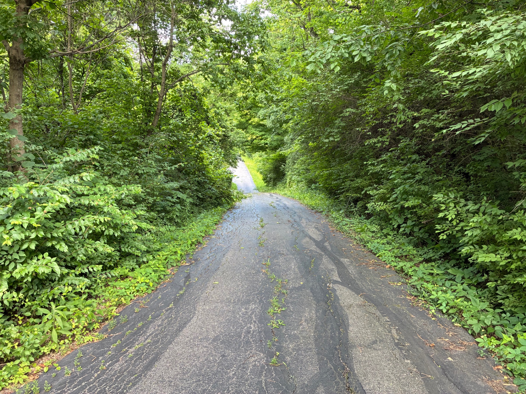 Overgrown driveway before property cleanup